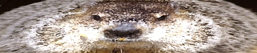 Groundhog Day – Stop, Rewind, Repeat…